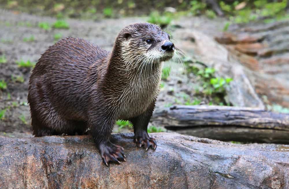 An otter with wet fur on a rock.