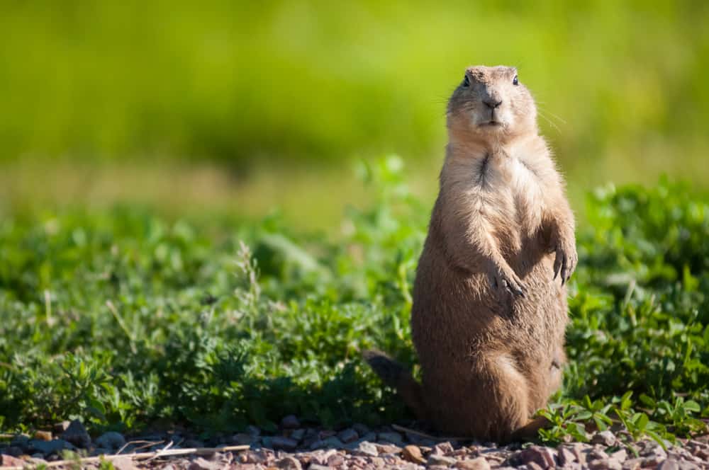 This is a prairie dog standing on hind legs.