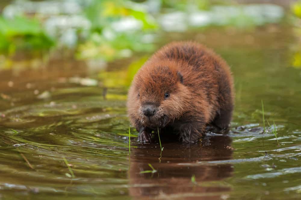 A beaver standing in a pond.