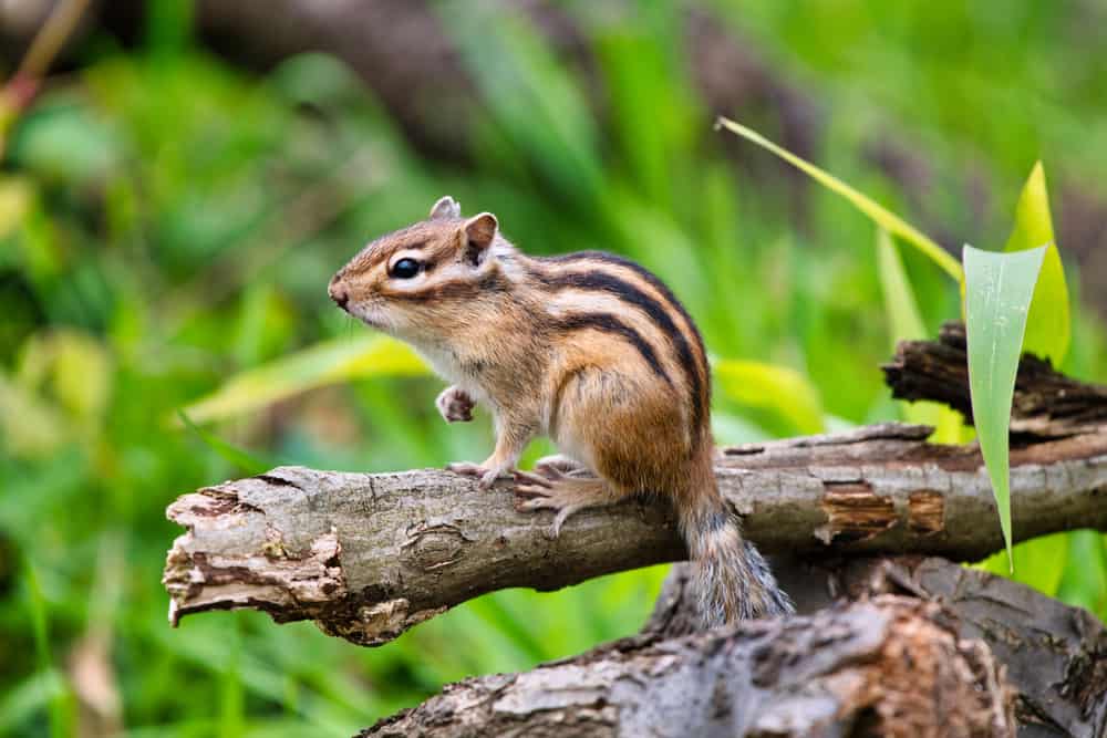 This is a chipmunk standing on a tree branch.