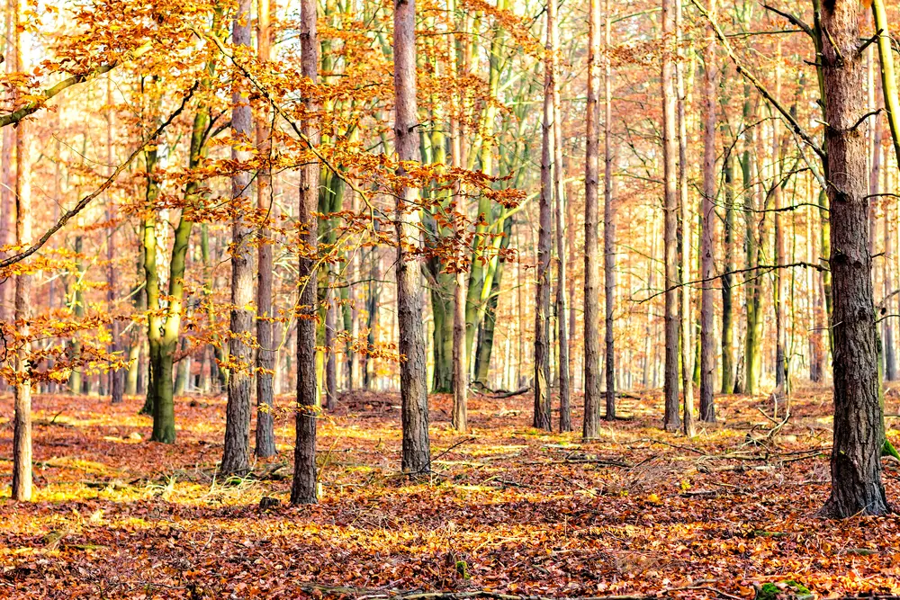 A look at a colorful deciduous forest during autumn.