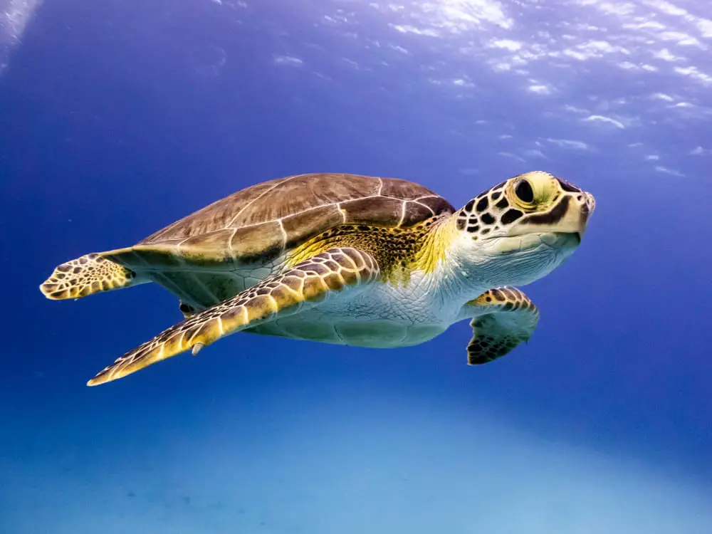 This is a close look at a hawksbill turtle swimming.