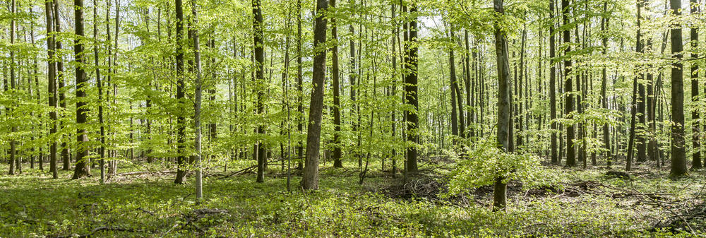 A dense oak hickory tree forest with shrubs.