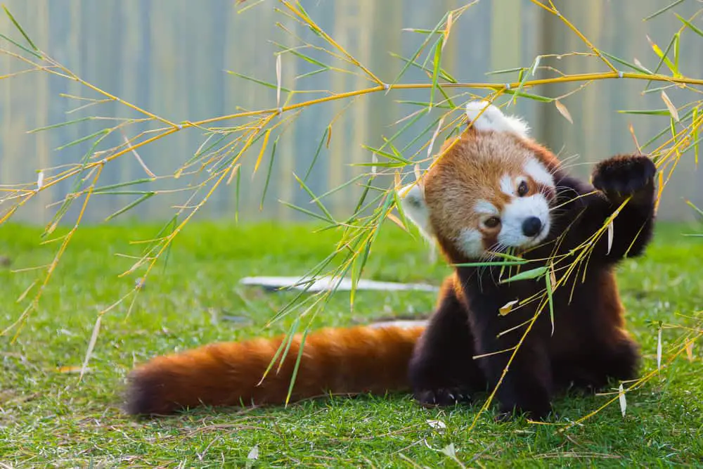A red panda eating bamboo.