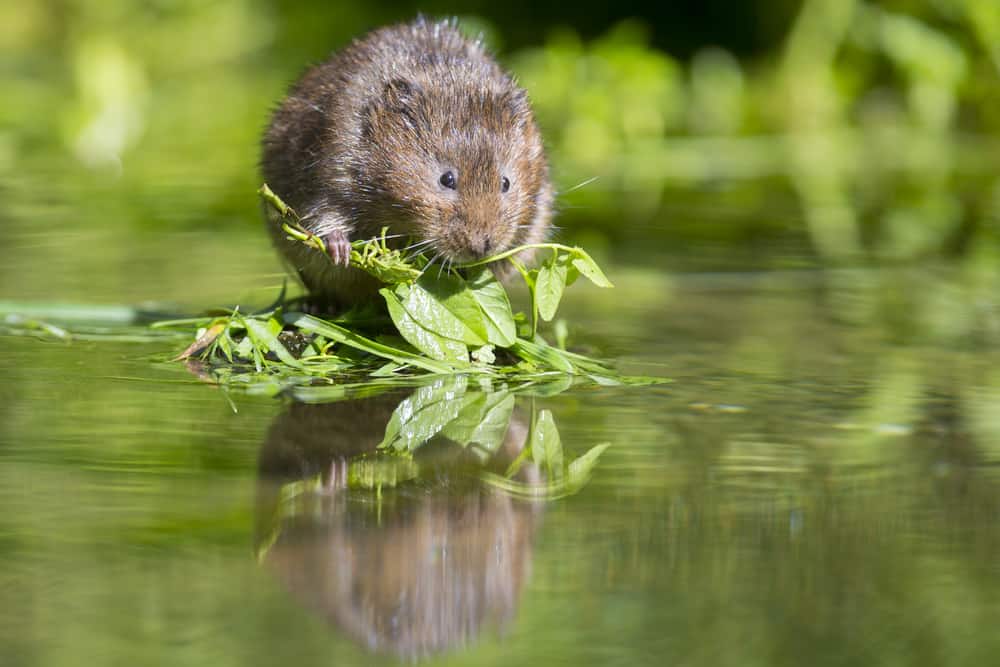 This is a European water vole on the water.