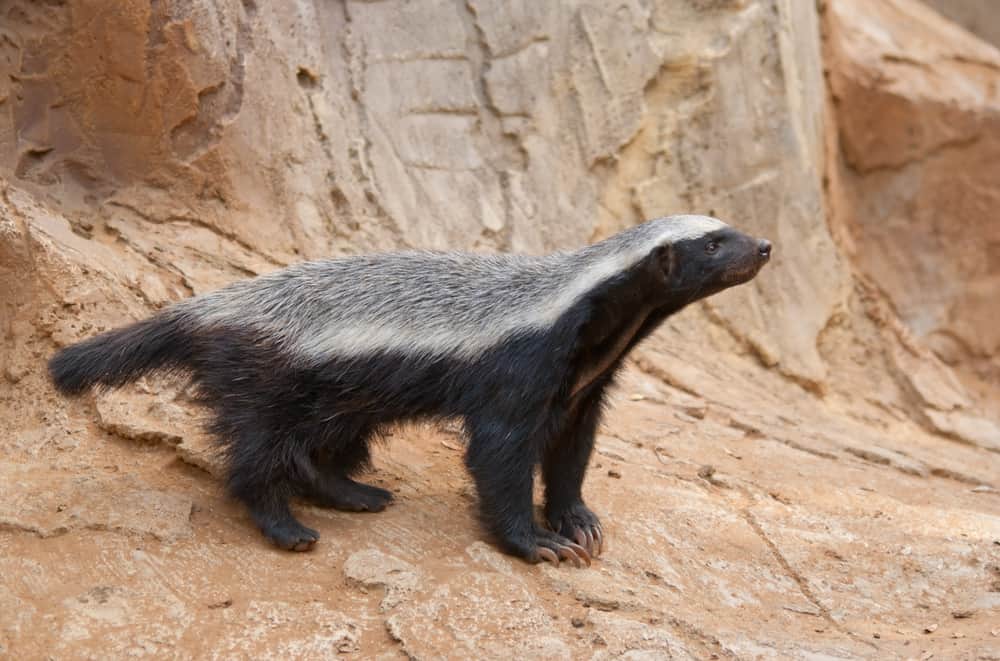 A honey badger standing on a large rock.