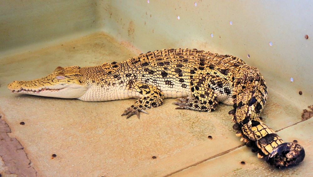 This is a close look at a Philippine crocodile kept in captivity.