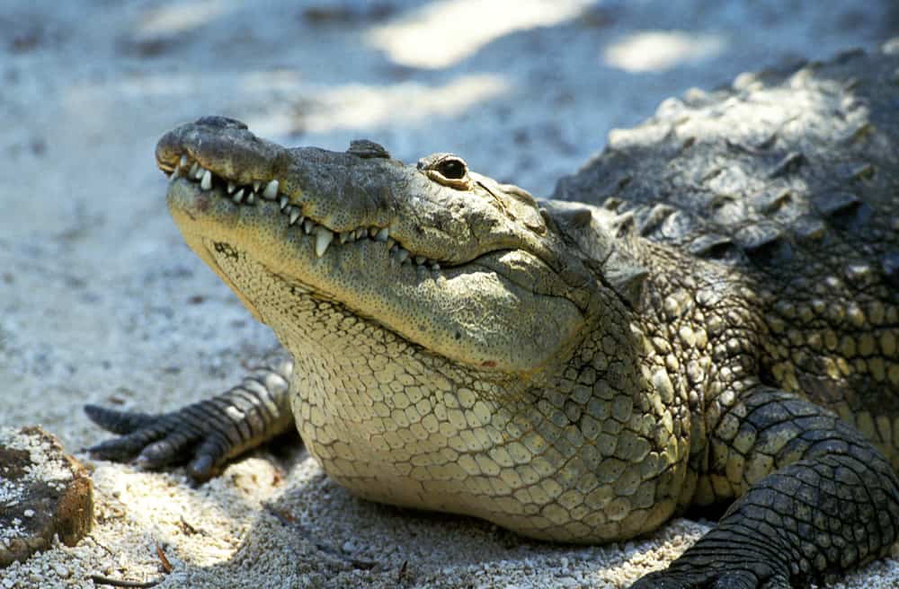 This is a close look at an adult Morelet's crocodile lifting its head.