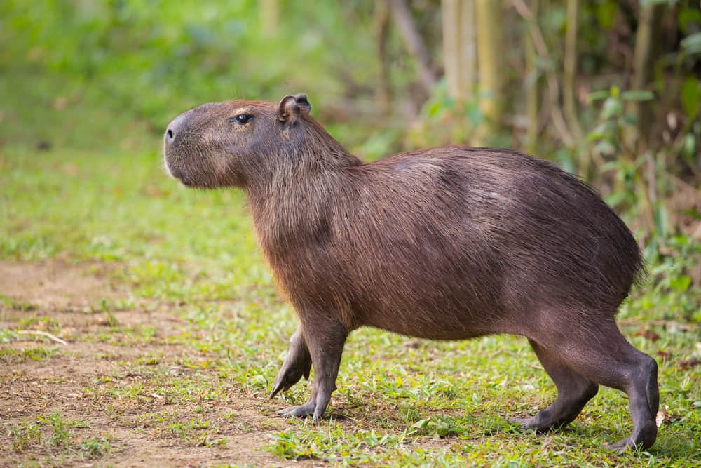 This is an adult capybara walking on grass.