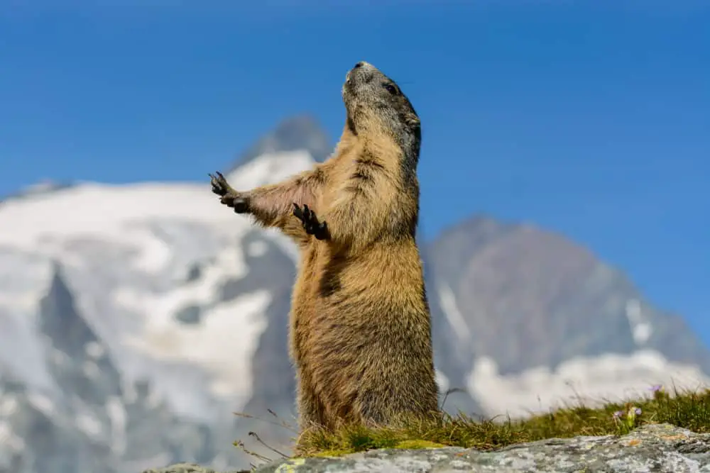 A marmot standing on a mountain cliff.
