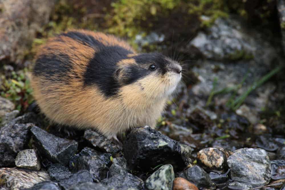 This is a Norwegian lemming standing on rocks.