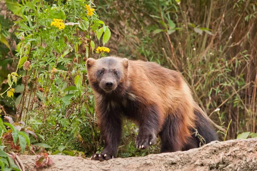 An adult wolverine walking on a rocky surface.