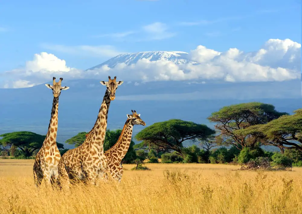 Three adult giraffes on a grass field in Africa.