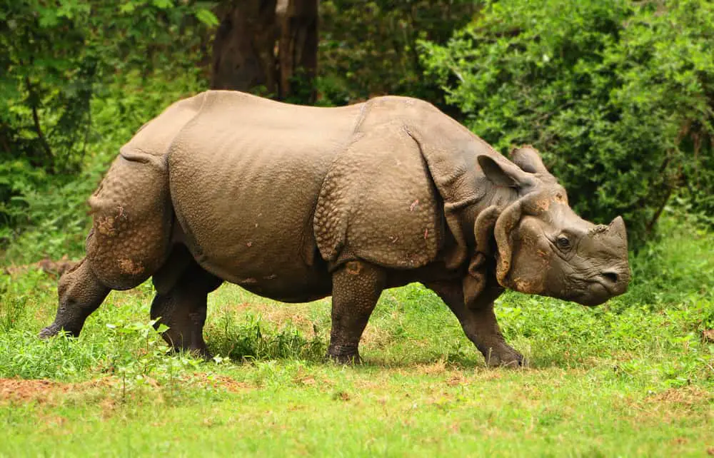 An adult armored Indian rhinoceros walking on grass.