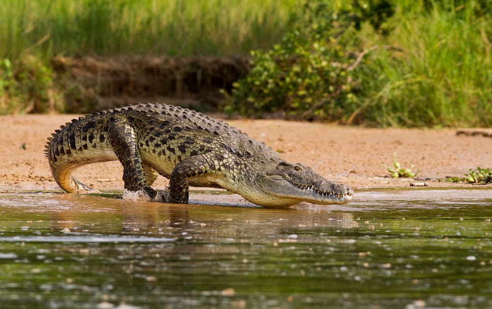This is a Nile crocodile on the water about to dive in.