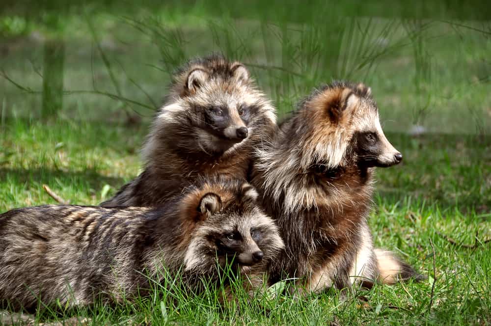 A pack of raccoon dogs on a grass field.