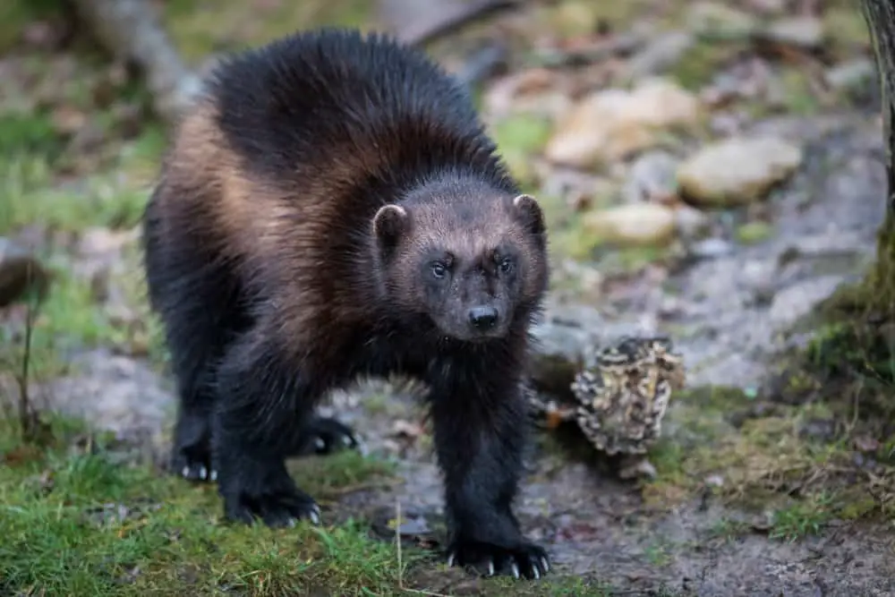 A wolverine walking on a forest floor.