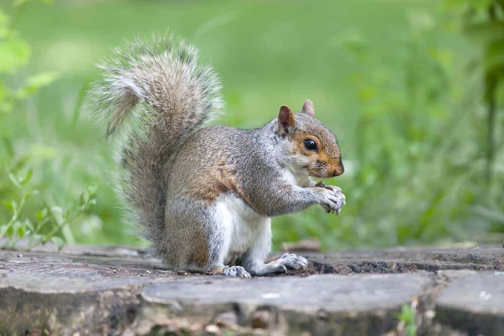 A close look at a gray squirrel eating a nut.