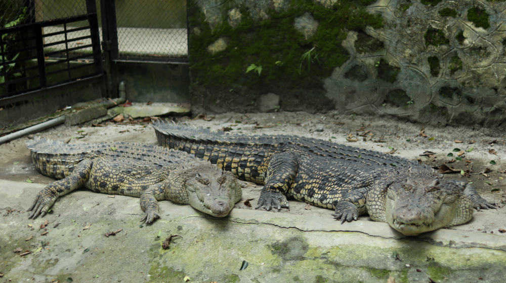 A couple of adult New Guinea crocodiles at the zoo.