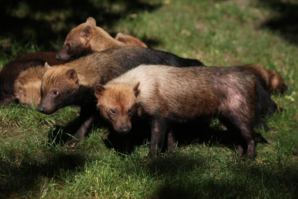 A pack of bush dogs on a grass field.