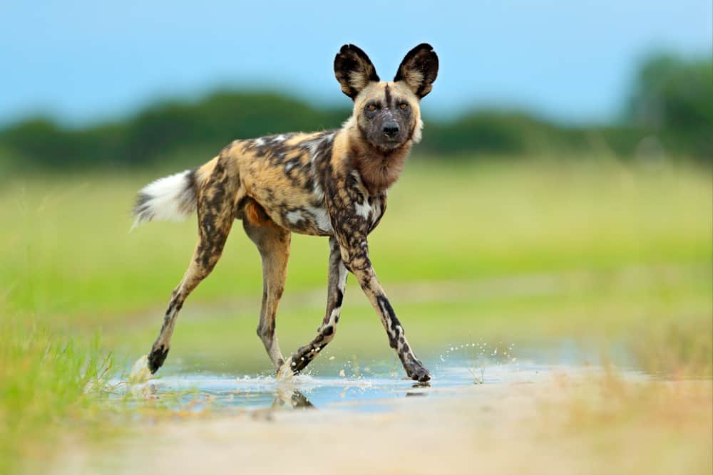 African wild dog walking in the puddle.
