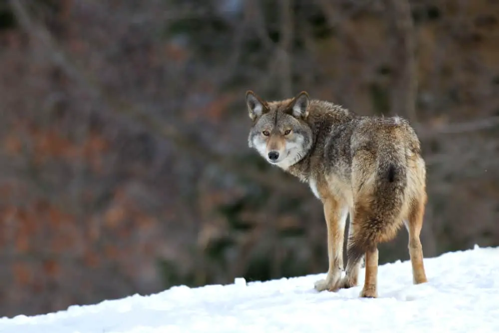 A coyote wandering in the winter snow.