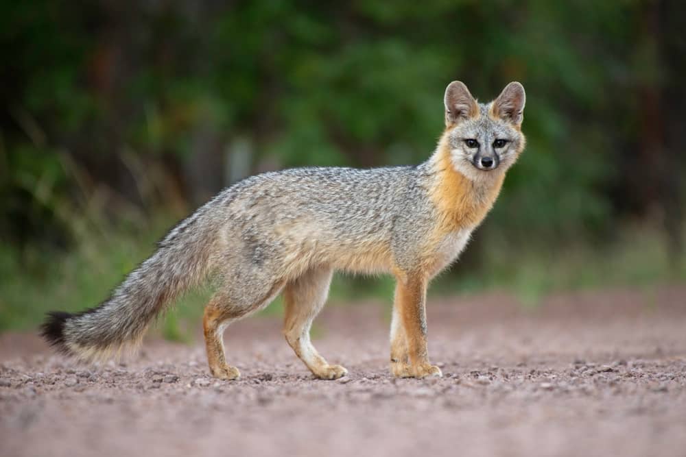 A wild gray fox