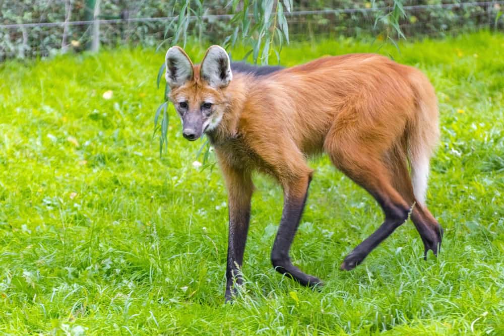 Maned wolf walking on the grass.
