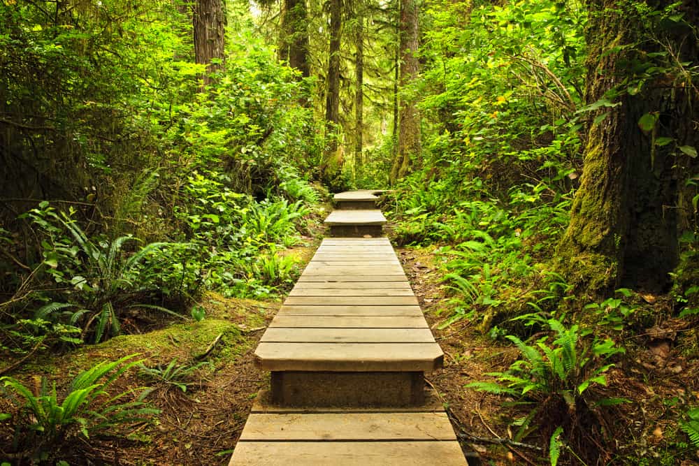 This is a close look at a pathway within Pacific Rim National Park in British Columbia.