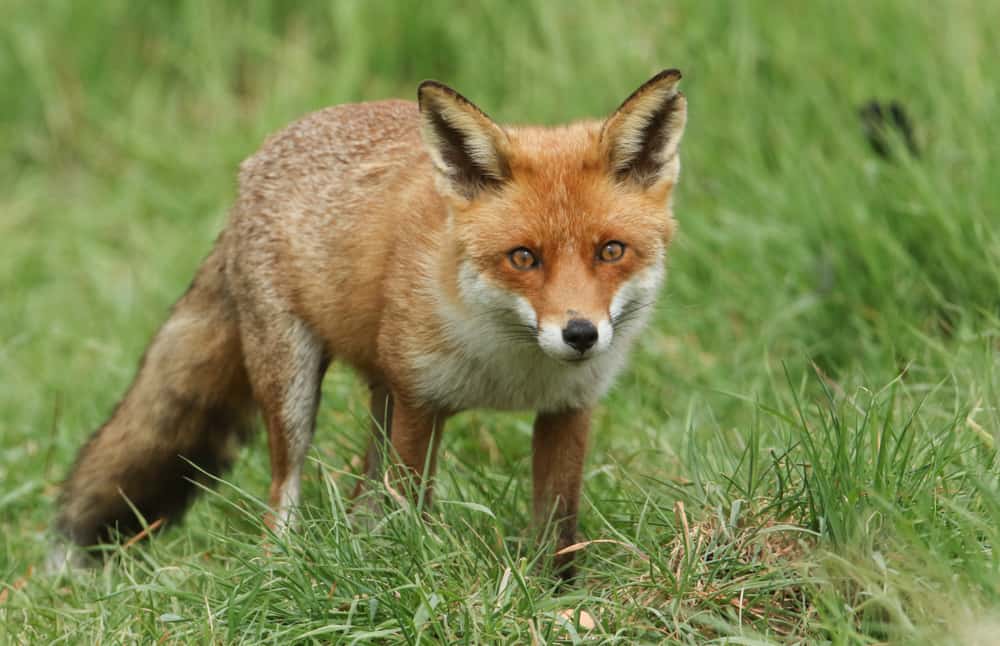 Wild Red Fox