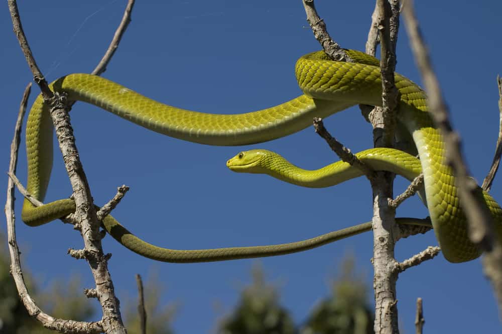This is an adult green mamba on the tree branch.