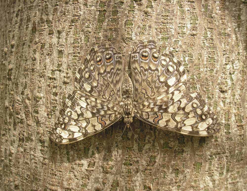 A close look at the camouflage of a butterfly on the bark of a tree.