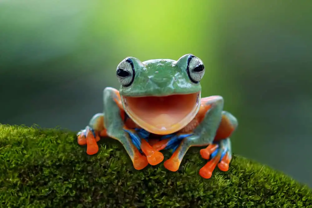 This is a colorful tree frog sitting on a mossy branch.