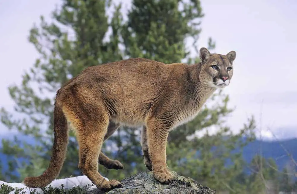 This is a dark mountain lion stalking its prey.