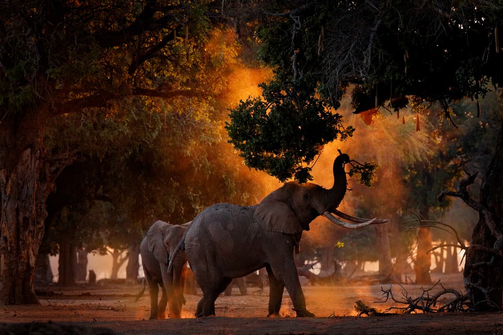 This is a view of elephants feeding in a forest in Africa.