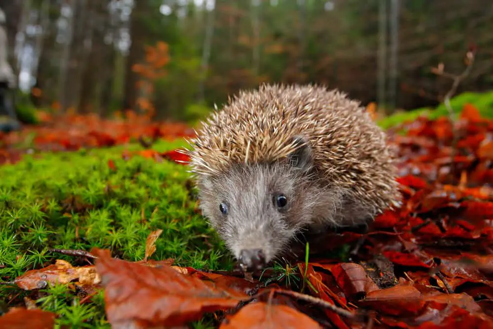 This is a close look at a European hedgehog on a moss and fallen leaves.