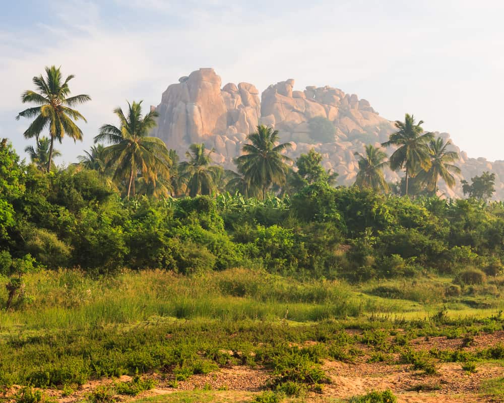 This is an exotic forest in Hampi, India with a large rock mountain in the background.