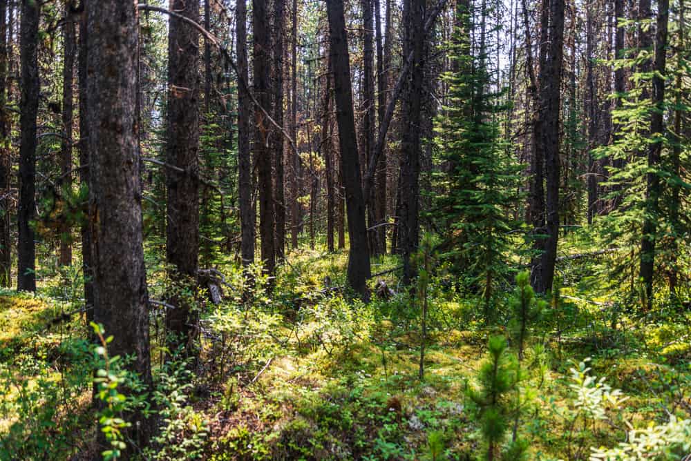 This is a close view of the forest in Jasper National Park in Alberta, Canada.