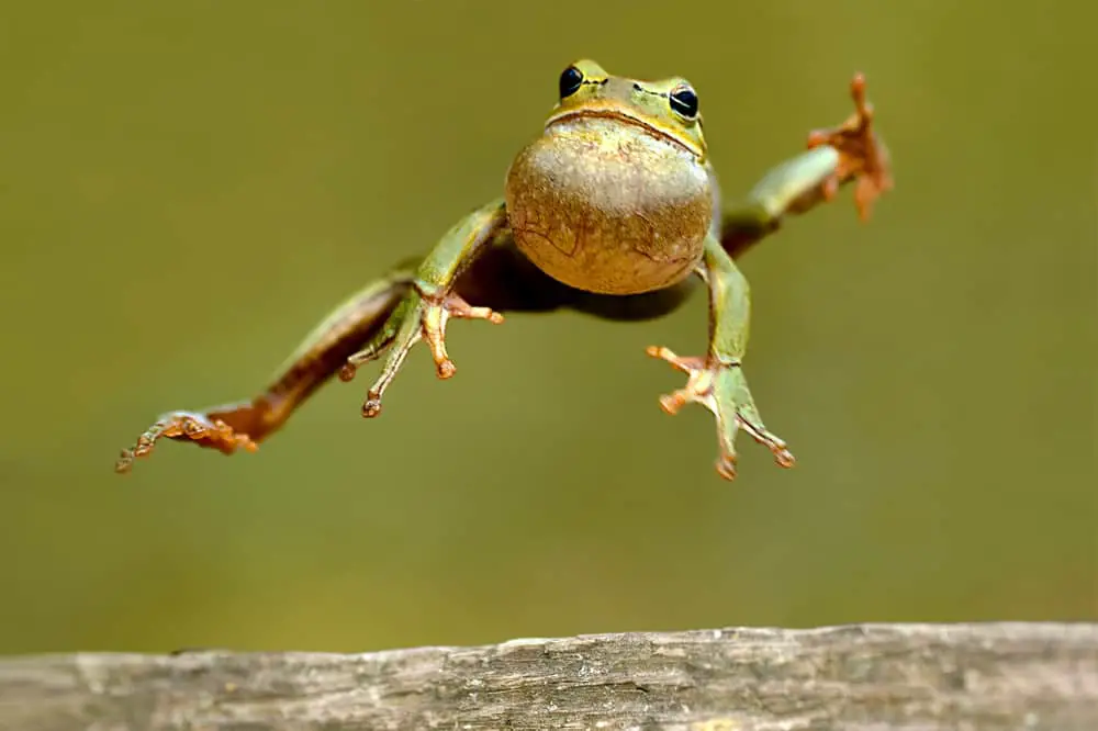This is a close-up of a frog jumping from the tree.