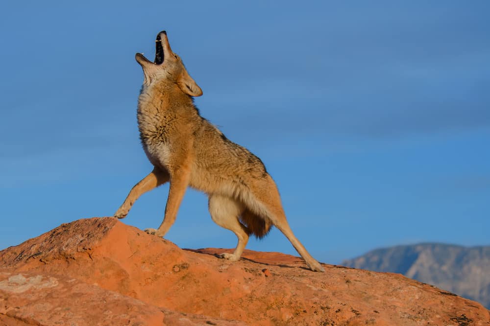 38 Different Types of Coyotes - NatureNibble