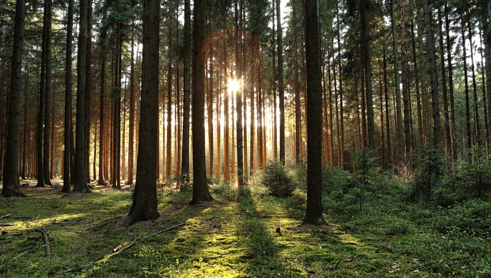 This is a close look at the sunlight rays through the dense pine forest.