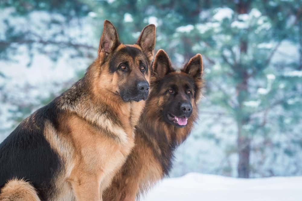 This is a close look at a couple of German Shepherds at a winter landscape.