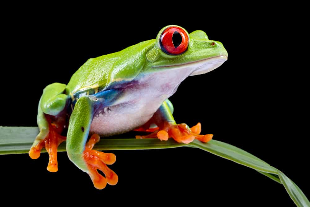 This is a colorful red-eyed frog sitting on a leaf.