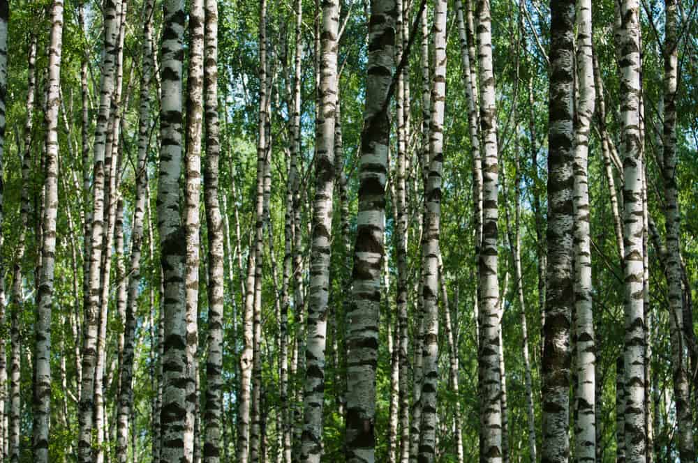 This is a close look at a forest of paper birch trees.