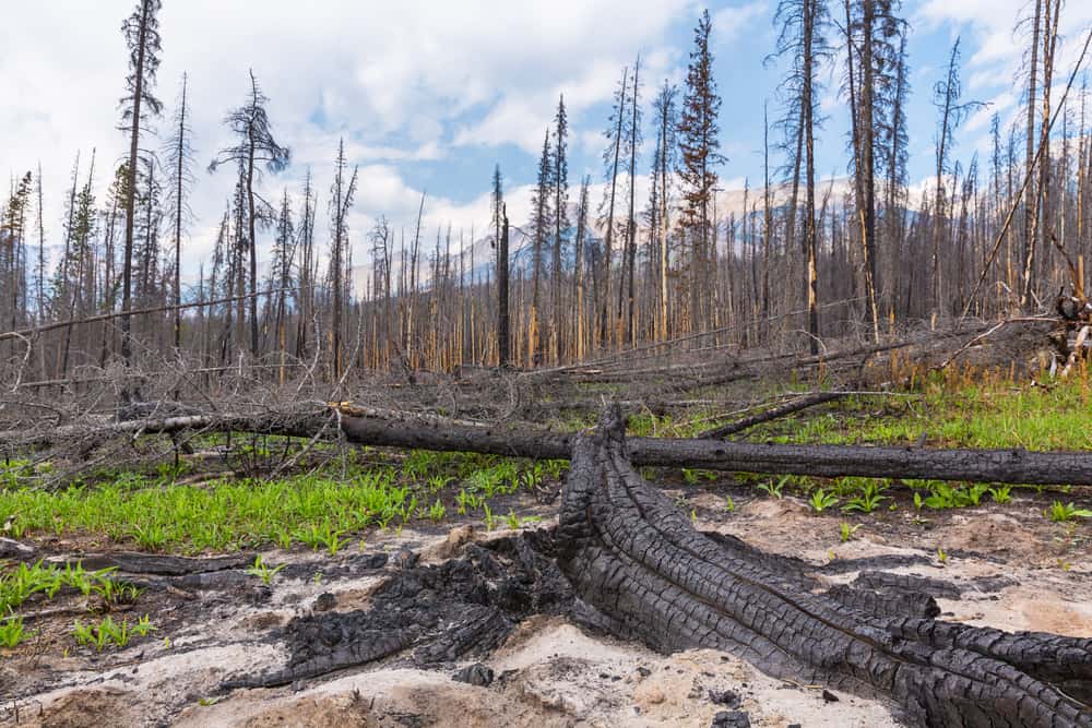 This is a look at the aftermath of a forest fire in Banff National Park, Canada.