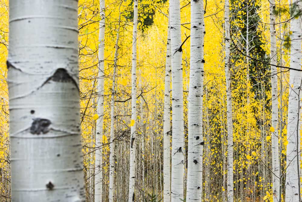 This is a forest of quaking aspen trees during autumn.