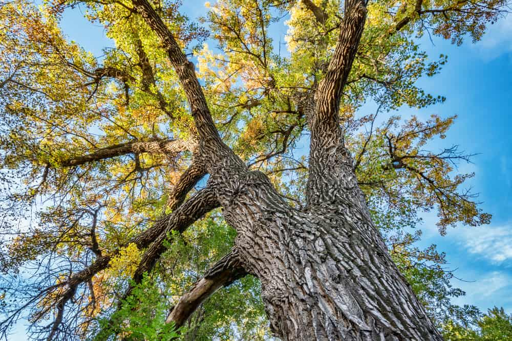 This is a close look at the foliage of a giant cottonwood tree.