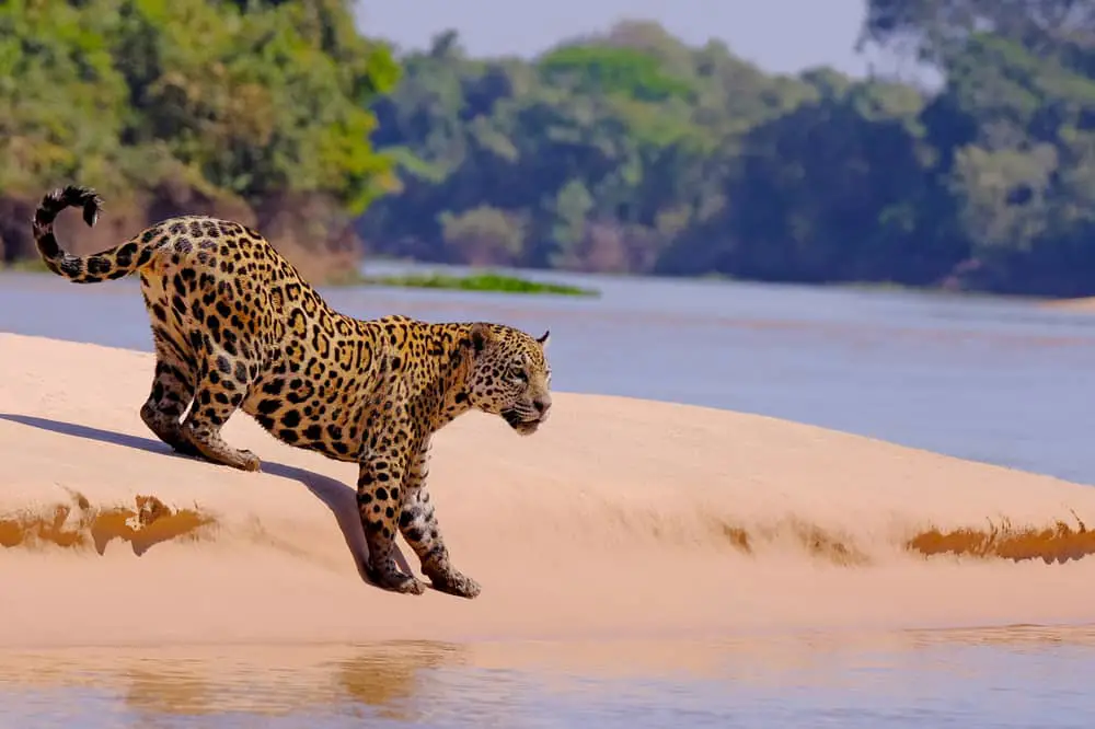 This is a close look at a jaguar while hunting by the river.