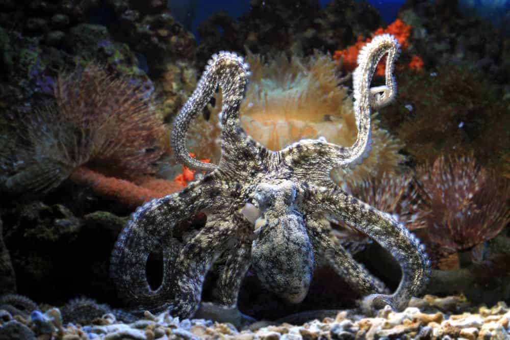 This is an octopus blending in with the corals and seafloor.