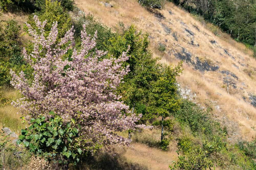 This is a flowering peach tree on a Himalayan slope during dry season.